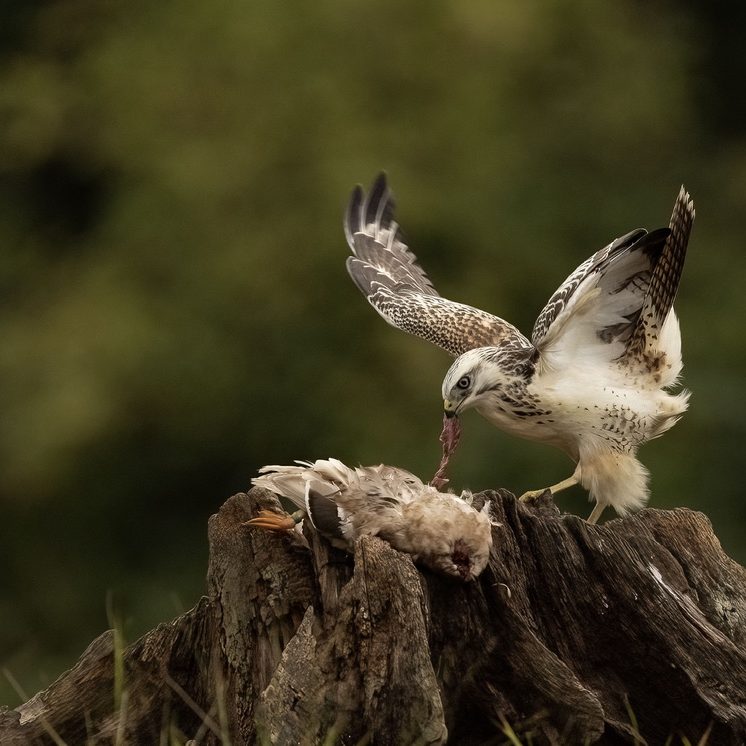 Buzzard & Fox Hides at Otterbourne Hides A bird of prey feeding on its catch on a log in a natural setting.