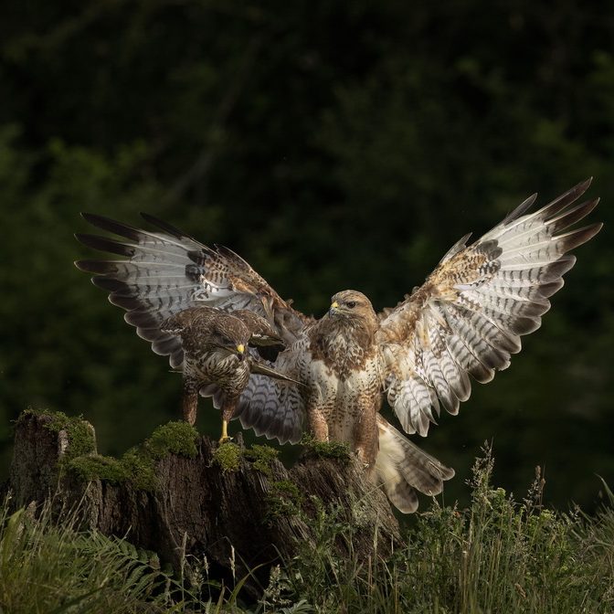 Buzzard & Fox Hides at Otterbourne Hides A Buzzard perched on a mossy stump, wings spread against a dark green background.
